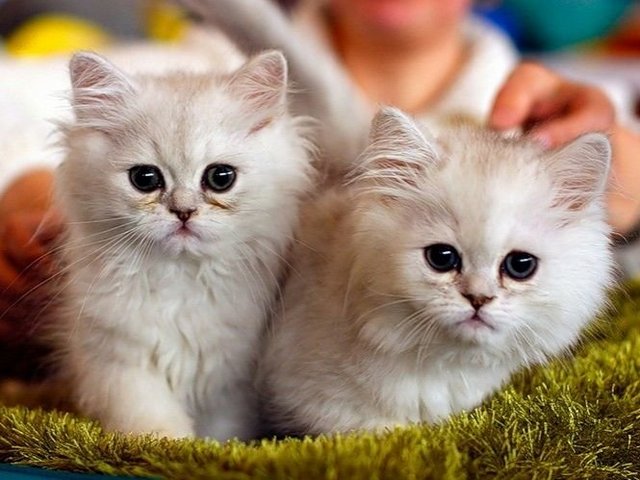 Породы кошек в Белой Калитве | ЗооТом портал о животных