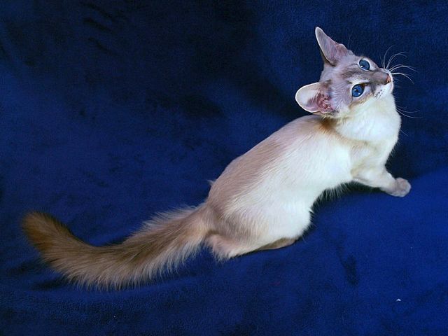 Выведенные породы кошек в Белой Калитве | ЗооТом портал о животных