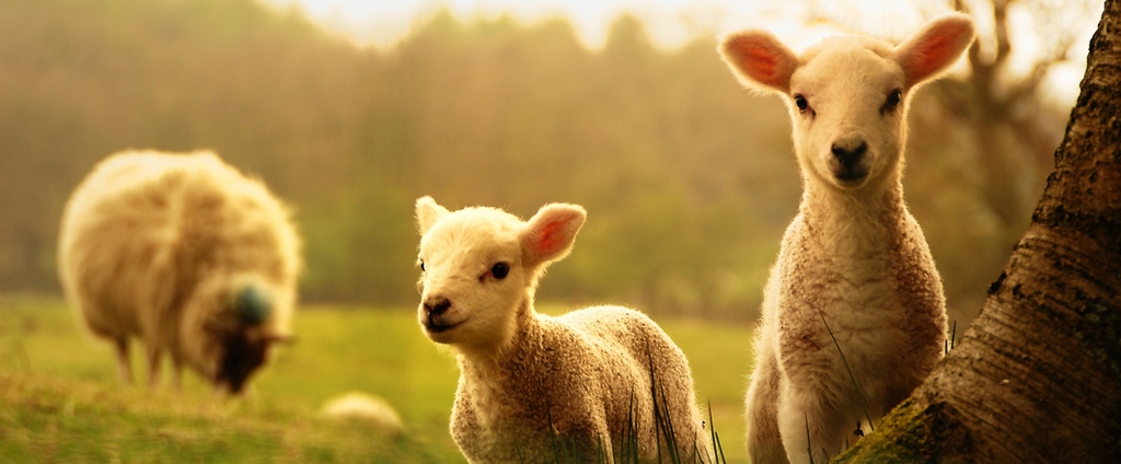 Объявления о сельскохозяйственных животных | ЗооТом - продажа, вязка и услуги для животных в Белой Калитве