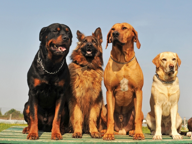 Крупные породы собак в Белой Калитве | ЗооТом портал о животных